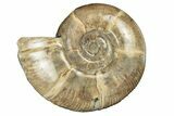 Polished Ammonite (Argonauticeras) Fossil - Iridescent Shell #252787-1